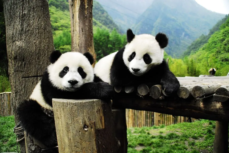 Essence of Sichuan: More than Home to Pandas 熊猫2