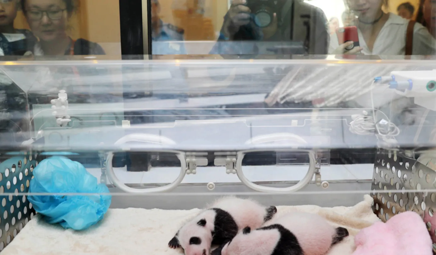 Essence of Sichuan: More than Home to Pandas 熊猫喂养